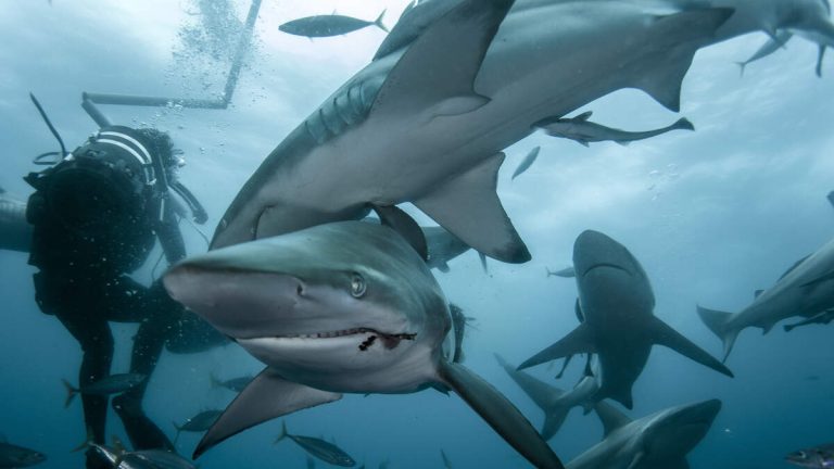 Two Divers Killed After Undercurrent Swept Them Into Group Of Hungry Sharks
