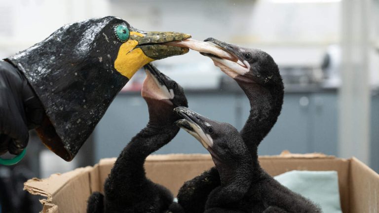 Bird Eggs, Chicks Rescued from Wind-Damaged Tree in Marina del Rey