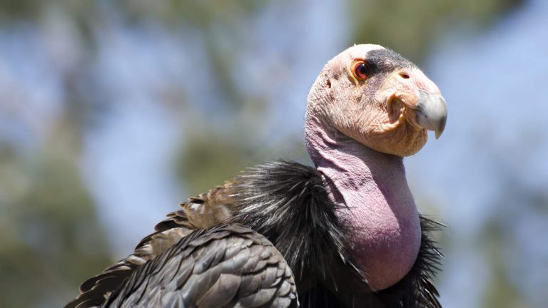 California Condor Raised at L.A. Zoo Dies from Lead Poisoning In The Wild