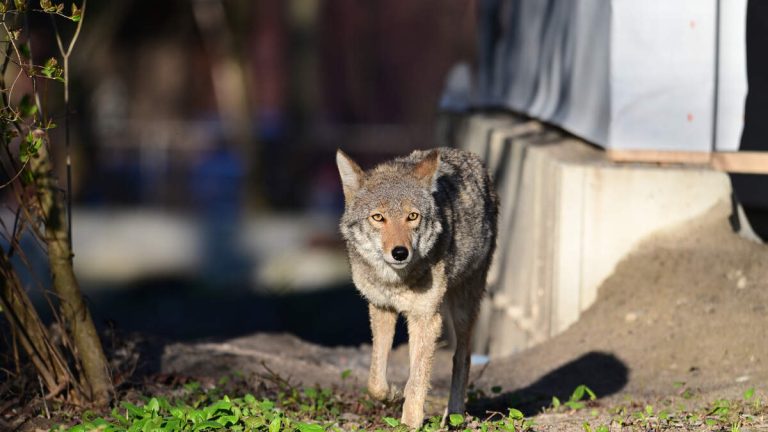 Coyote Attacks 4-Year-Old Girl Seconds After She Steps Out Front Door