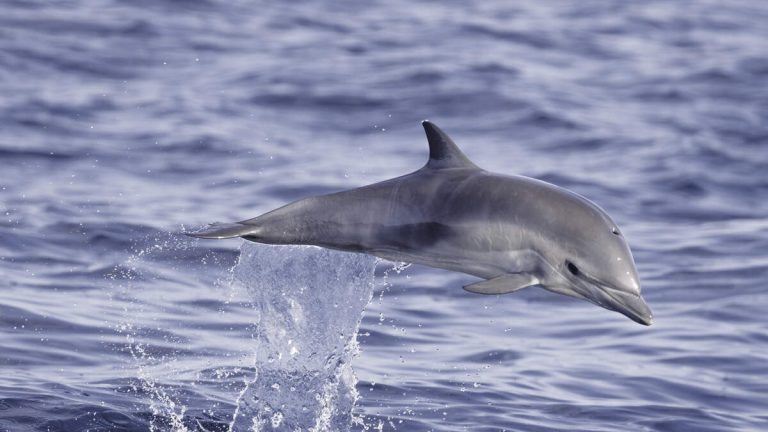 Fishermen Stunned After 900-Pound Dolphin Jumped Into Their Boat