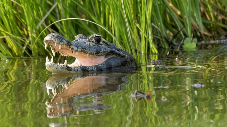 Frantic 911 Call Details Struggle To Find Kayakers Attacked By Alligator