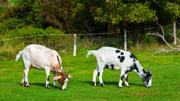 Goats, Sheep, and Donkey Begin Fire Prevention in San Clemente
