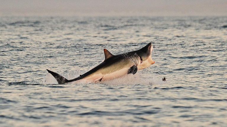 Jumping Shark Closes Huntington Beach for Safety