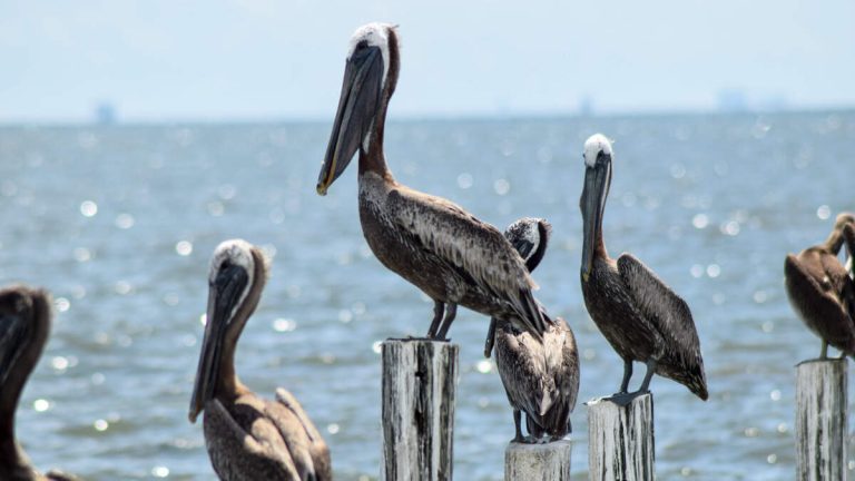 Sick Birds Overwhelm Huntington Beach Wildlife Center