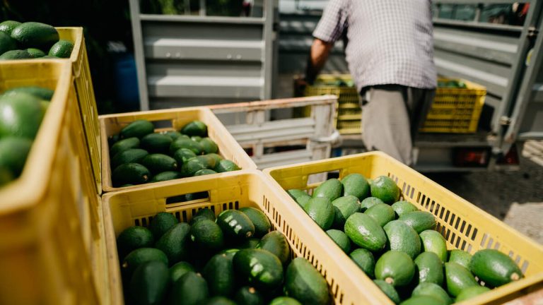 SoCal To See Rise In Avocado, Strawberry Prices Due To Tariffs