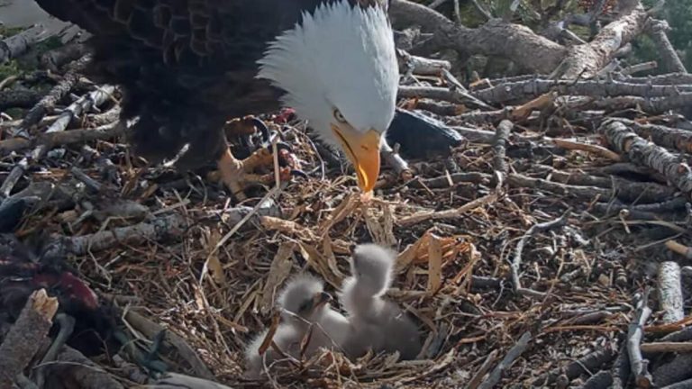 Third Egg Begins To Hatch for Big Bear Eagles Jackie and Shadow