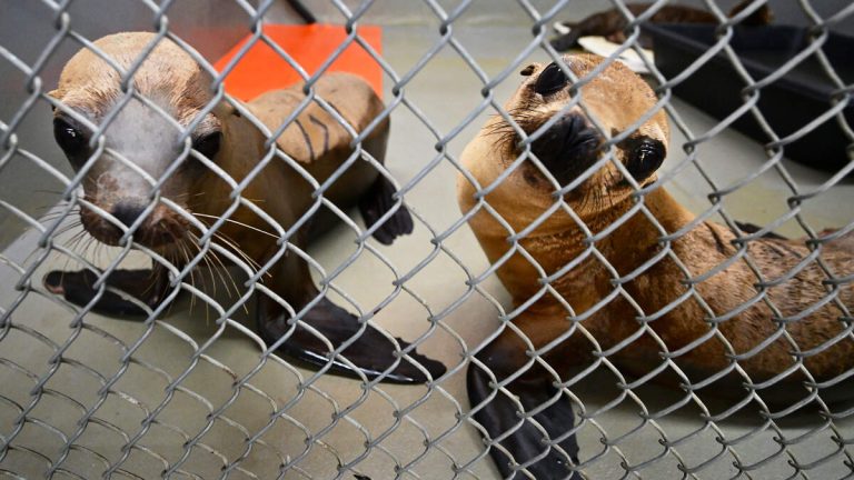 Toxic Algae Overwhelms Southern California Animal Rescue Centers