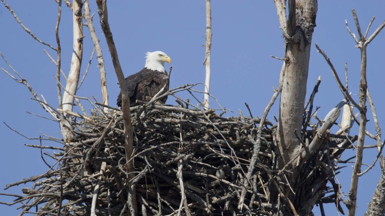 Two Big Bear Eagles’ Eggs Show Signs of Hatching