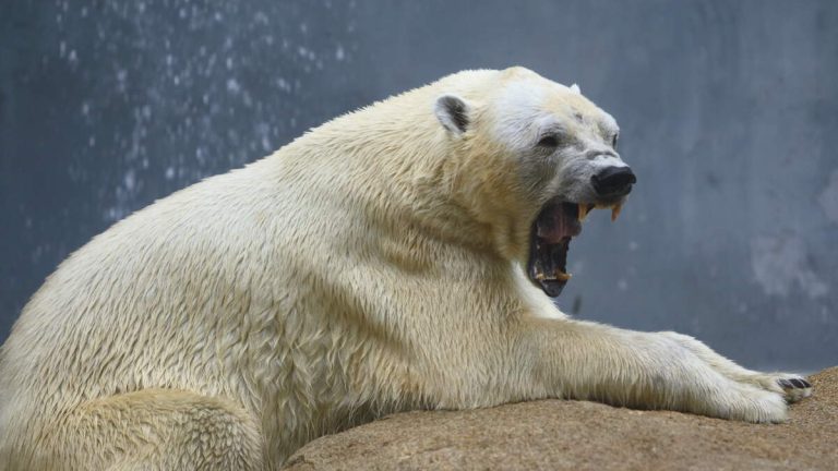 Heart-Stopping Video Shows Man Flee From Charging Polar Bear