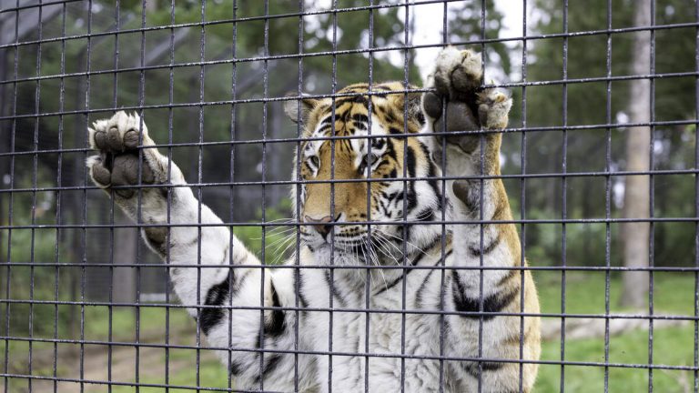 Man Arrested After Seven ‘Emotional Support Tigers’ Seized From His Home