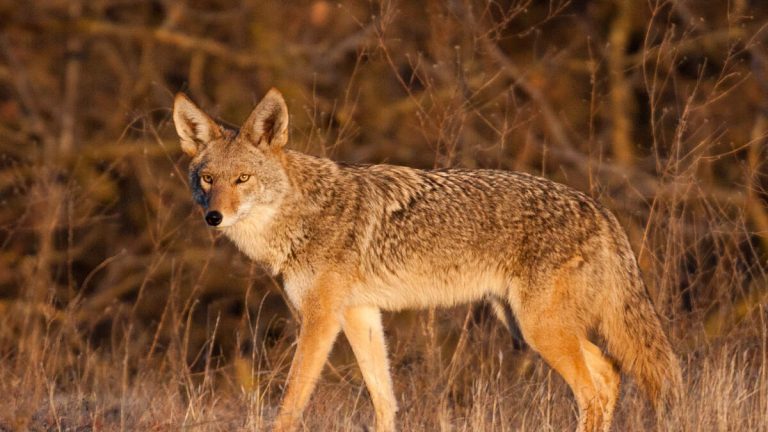 Pasadena Residents Alarmed by Aggressive Coyote Incidents