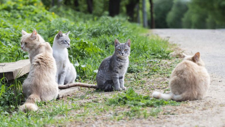 Protest Erupts in Santa Ana Over Suspected Cat Killer’s Bail