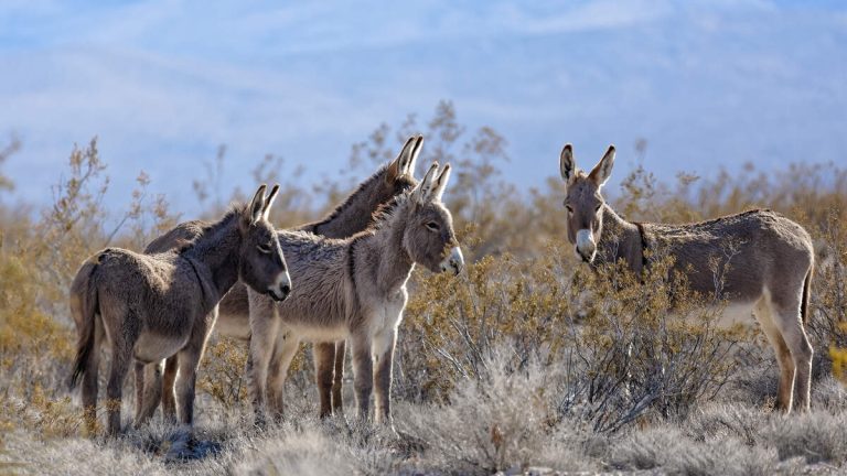 San Bernardino County Acts to Control Wild Burro Population