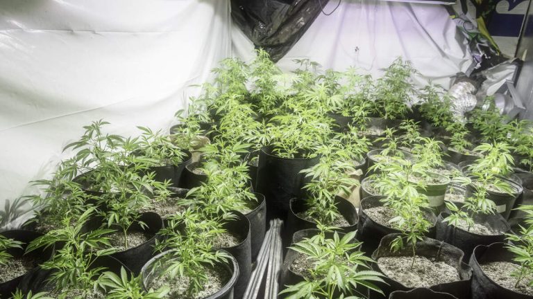 $2.7M in Illegal Cannabis Seized Near Angel Stadium