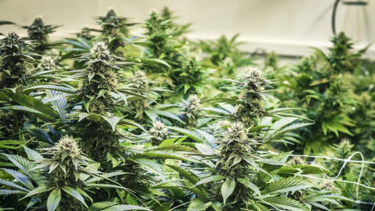 $8.4 Million in Illegal Cannabis, Mushrooms Seized in Westminster