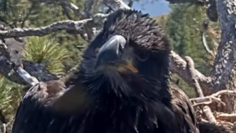 Big Bear Eaglet Gizmo Is Likely Female