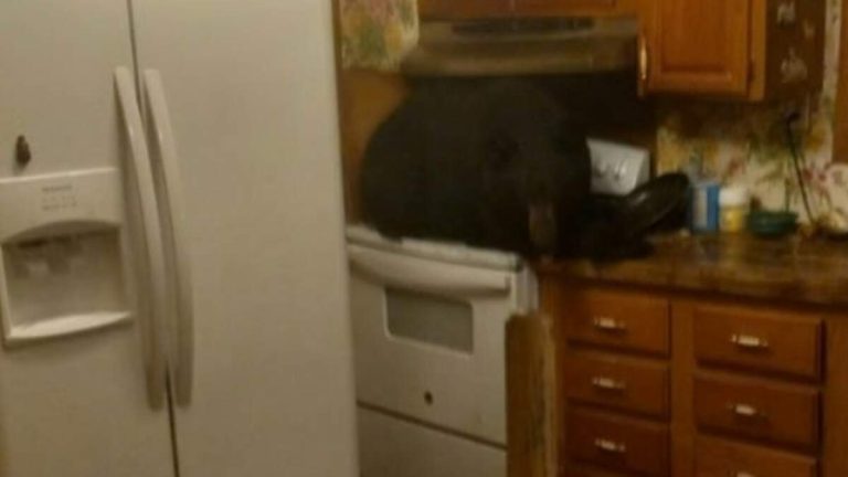 Black Bear Found Sitting On Stove After Crashing Through Home’s Ceiling