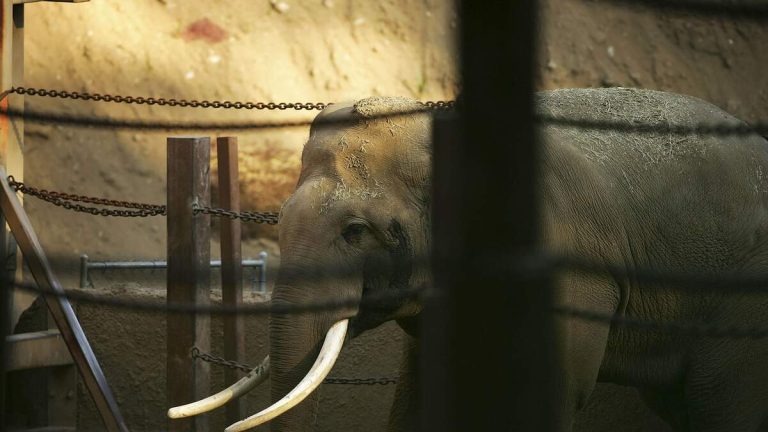 Despite Protests, LA Zoo Elephants Relocated to Tulsa