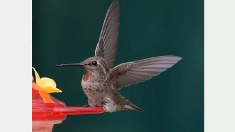Feeders Drive Evolution in California Hummingbirds