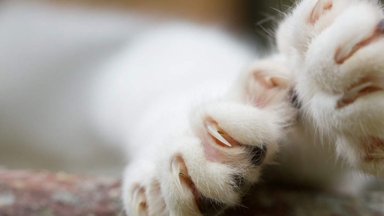 LA Animal Board of Commissioners Support Bill to Prohibit Cat Declawing