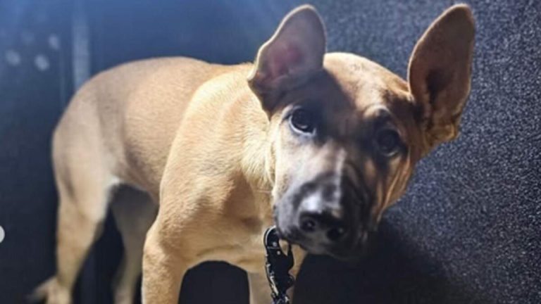 Man Sentenced to Prison for Long Beach Puppy Attack