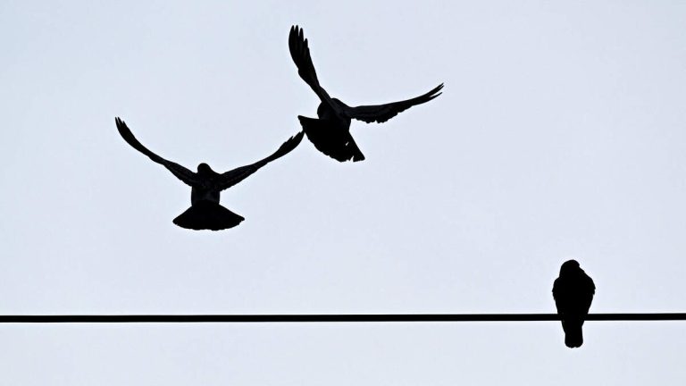 Residents Concerned Over Mysterious Bird Deaths