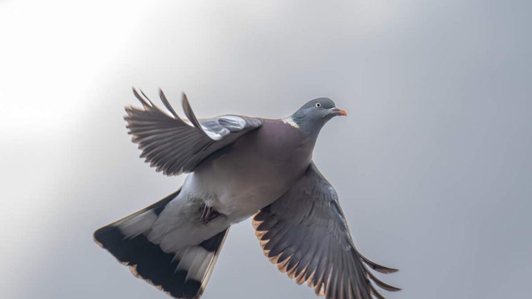 Stowaway Pigeons Cause Chaos In Cabin Of Delta Flight