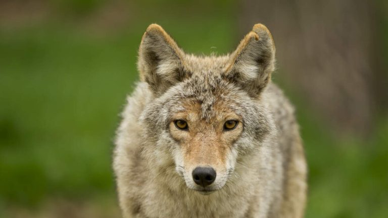 Stray Dog Fends Off Pack Of Coyotes In Brea