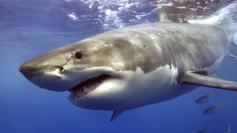 Swimmer Escapes Unscathed After Encounter With ‘Curious’ Great White Shark