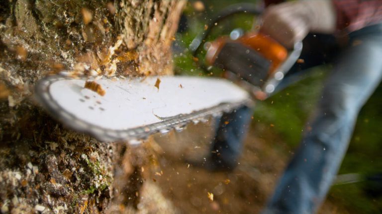 Trump Plans To Increase Logging in California’s National Forests By 25%