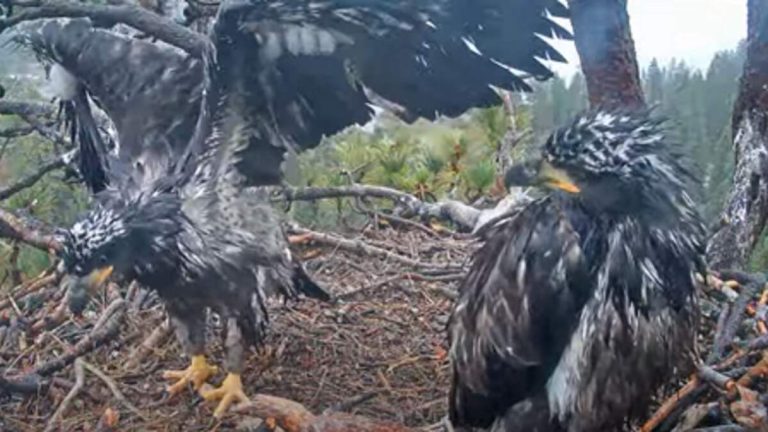 We Are Officially On ‘Fledge Watch’ For Big Bear Eaglets Sunny And Gizmo