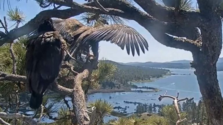 Big Bear Eaglet Sunny Takes First Flight from Nest