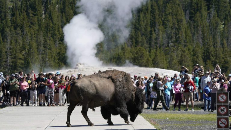Bison Gores Man In Yellowstone After Crowd Of Visitors Got Too Close