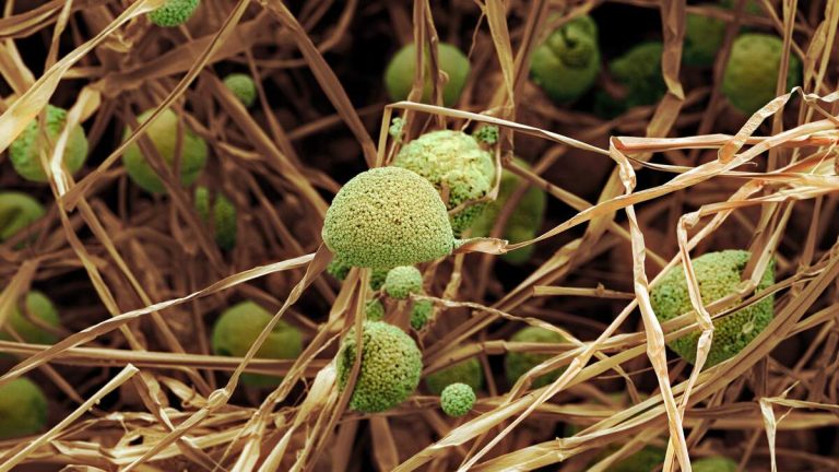 Chinese Researchers Charged With Smuggling ‘Agroterrorism Weapon’ Into US