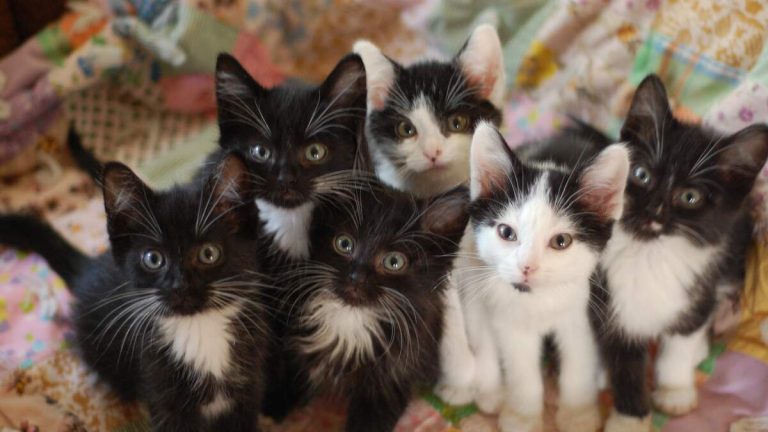 Couple Caught Dumping Kittens in San Bernardino Heat