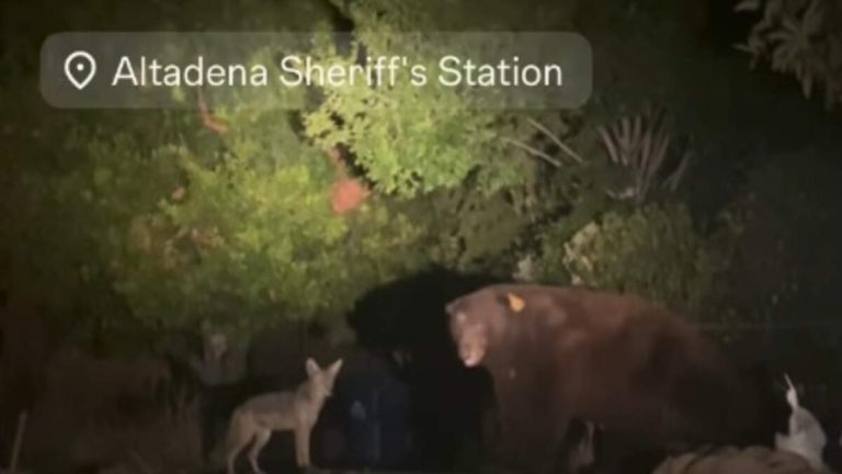 Feel Good Friday!  Pair Of Unlikely Friends Spotted In Altadena Burn Area