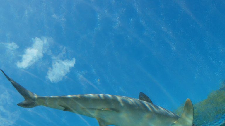 Girl, 12, Attacked By Shark At Popular Beach