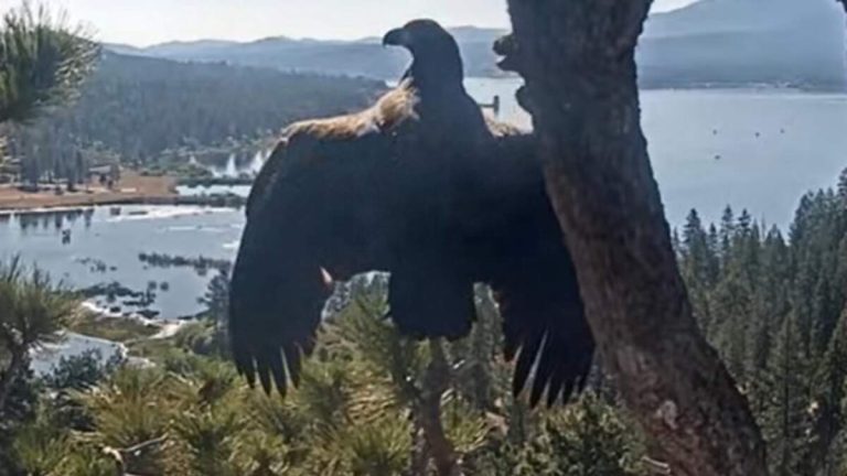Gizmo the Eaglet Takes Flight; Jackie and Shadow Now Empty Nesters