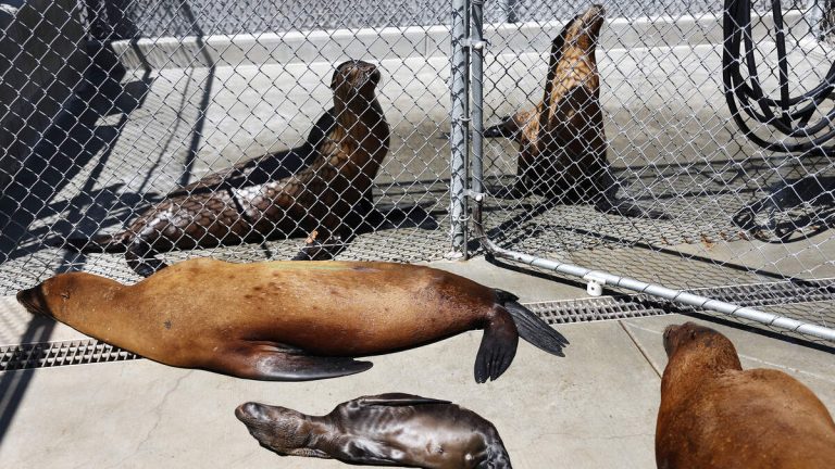 Lethal Algae Bloom Over, but Marine Mammals Still at Risk