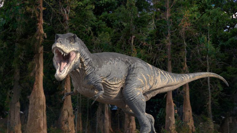 New Dinosaur Species Related To The Tyrannosaurus Rex Discovered