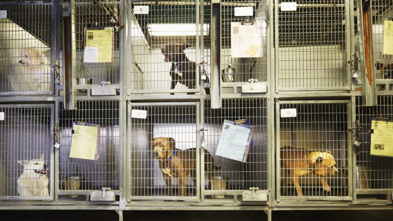 Riverside County Flies 102 Pets Out of State for Adoption