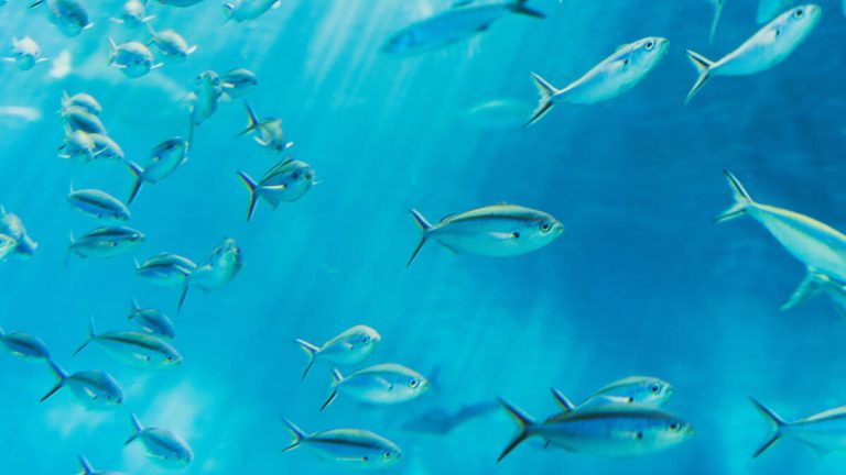 Study: Invasive Worms Found in 90% California Freshwater Fish