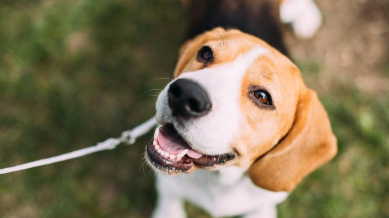 Beagles Seek Forever Homes at Huntington Beach Event On Saturday