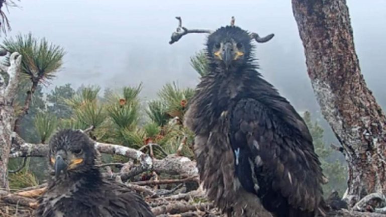 Big Bear Fireworks to Proceed Despite Eagle Concerns