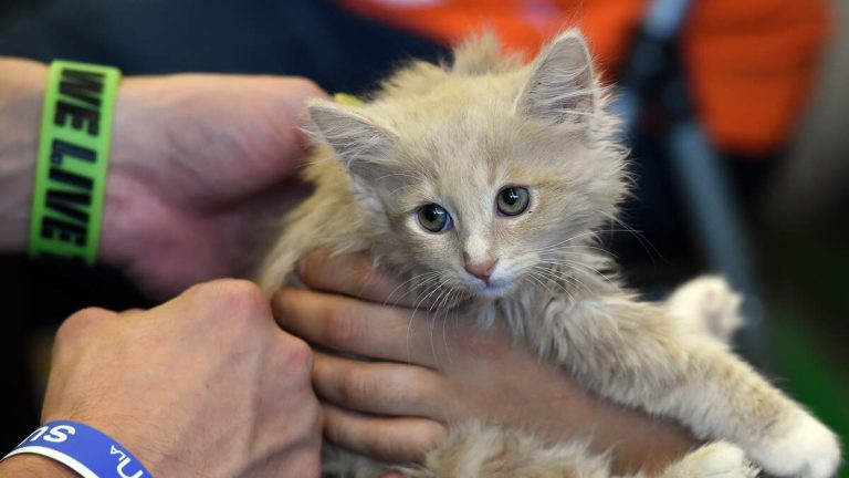 CatCon 2025 Celebrates 10 Years of Feline Fun in Pasadena