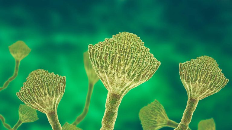 Doctors Worried As Fungal Infections Are Getting Harder To Treat
