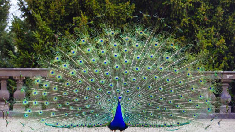 Dozens Of Peacocks And Peahens Stolen From Historic Hotel