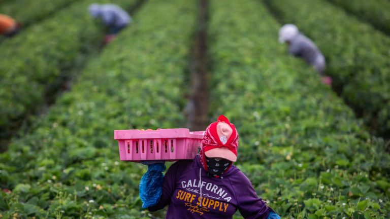 ICE Enforcement Causes Labor Shortage At CA Farms, Crops Unharvested