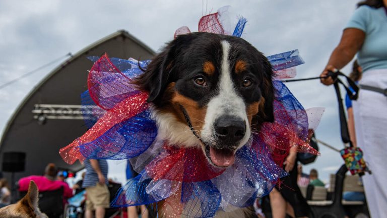 Keep Pets Safe and Calm During Fourth of July Fireworks